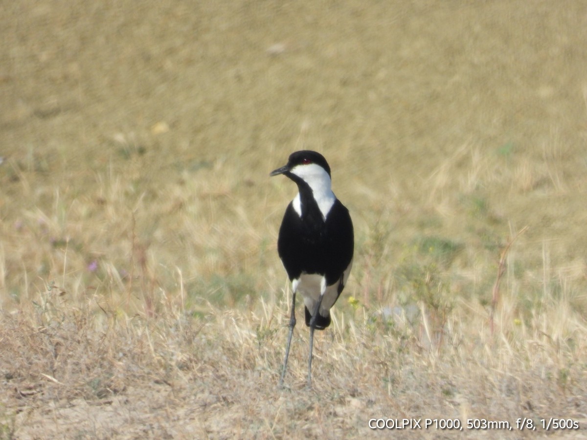 Spur-winged Lapwing - ML620693578