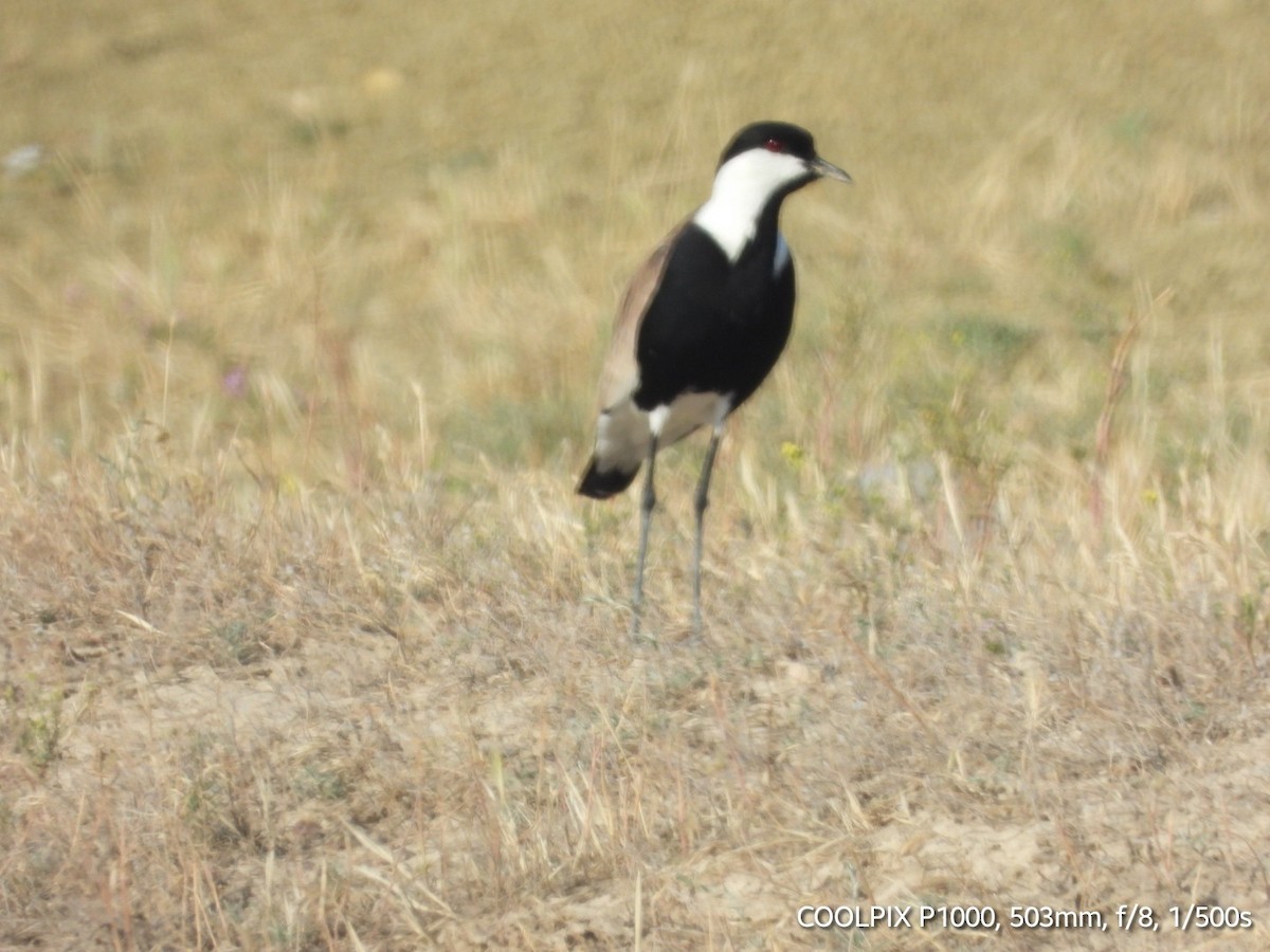 Spur-winged Lapwing - ML620693579