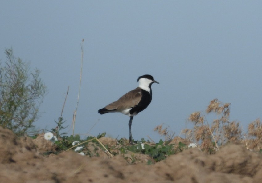 Spur-winged Lapwing - ML620693580