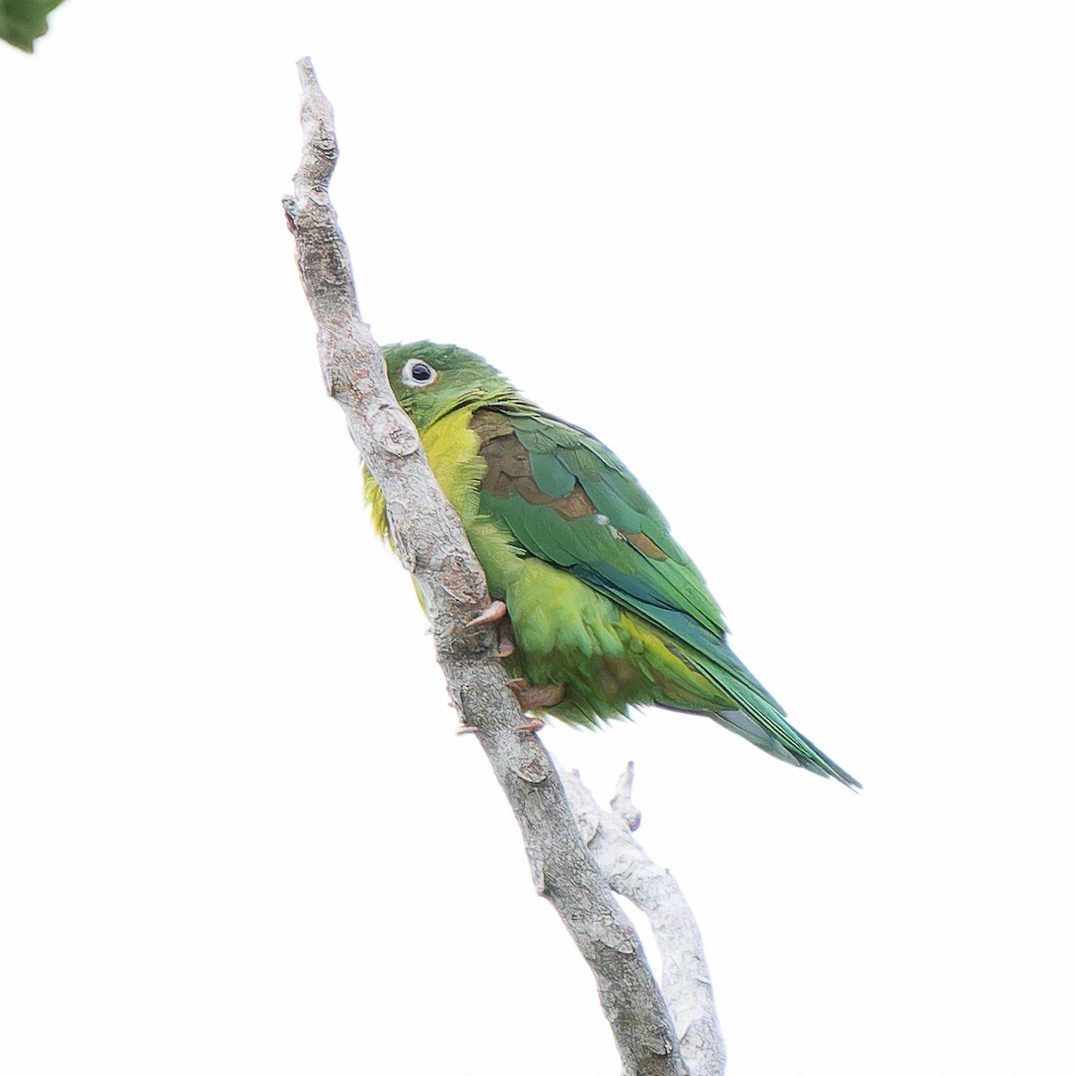 Orange-chinned Parakeet - ML620693581