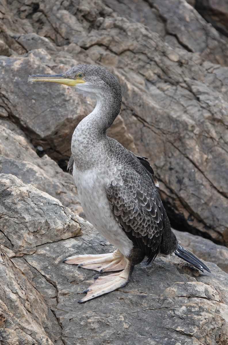 Great Cormorant - ML620693589