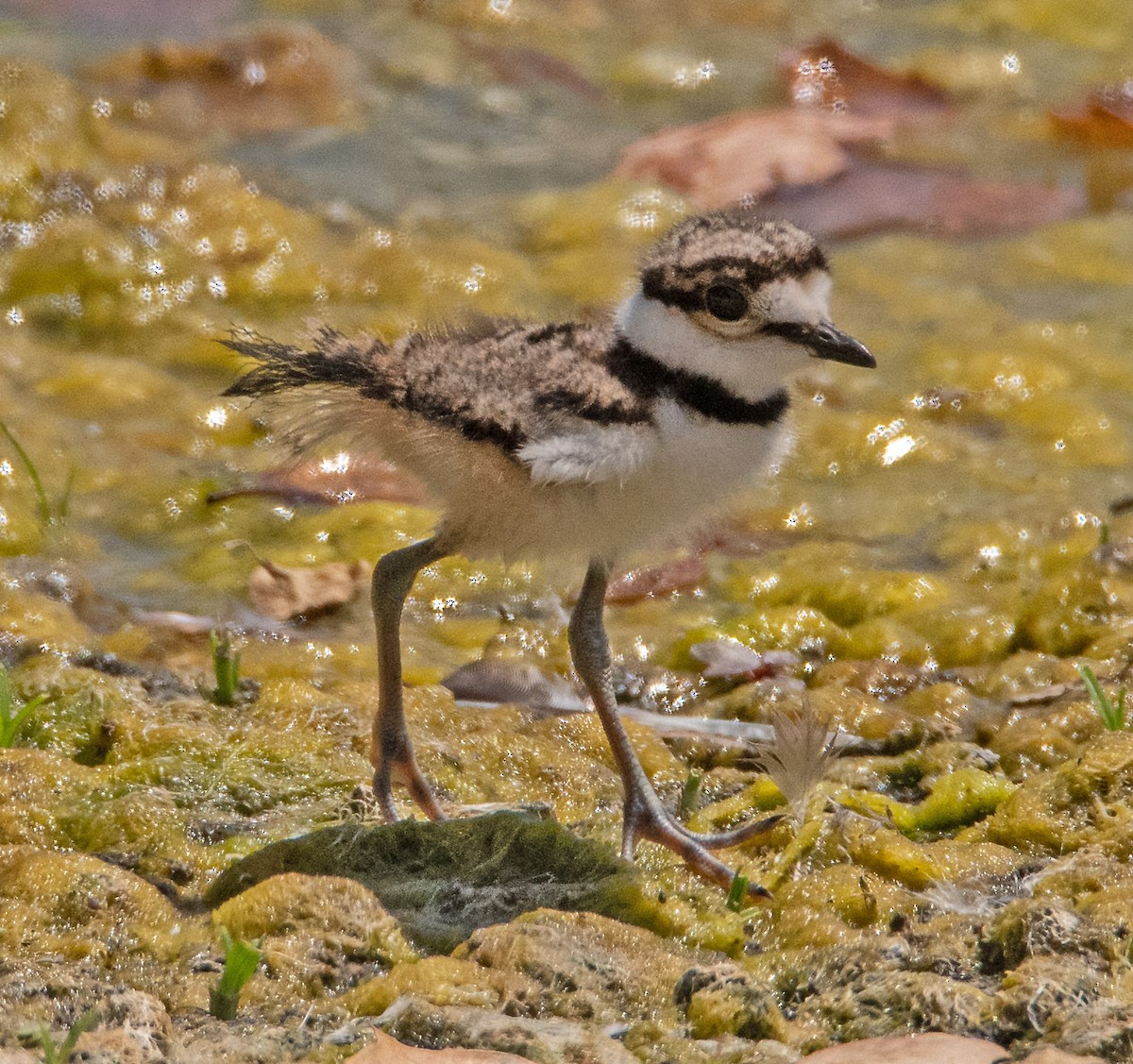 Killdeer - ML620693590