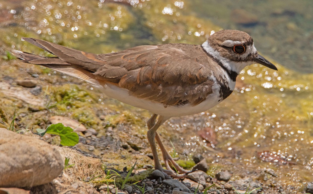 Killdeer - ML620693591