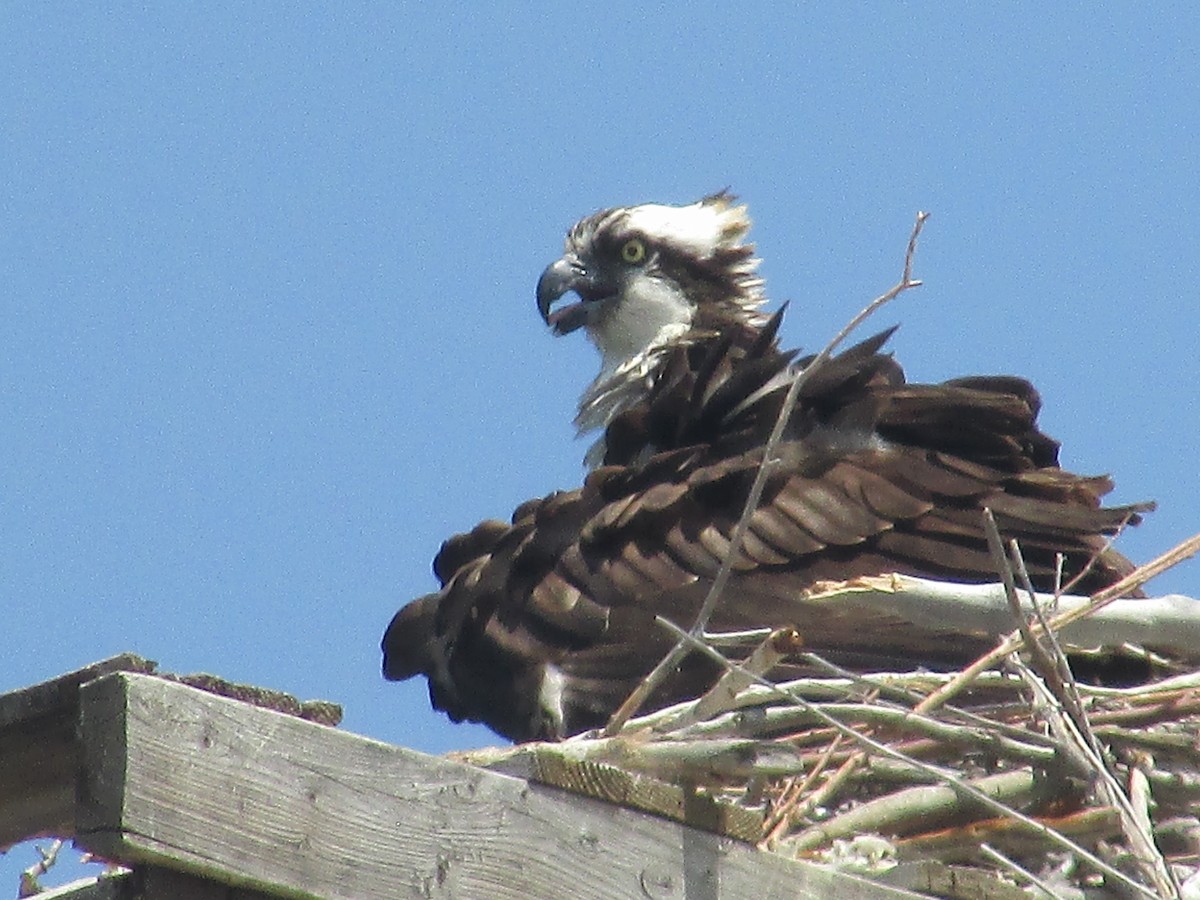 Osprey - Felice  Lyons