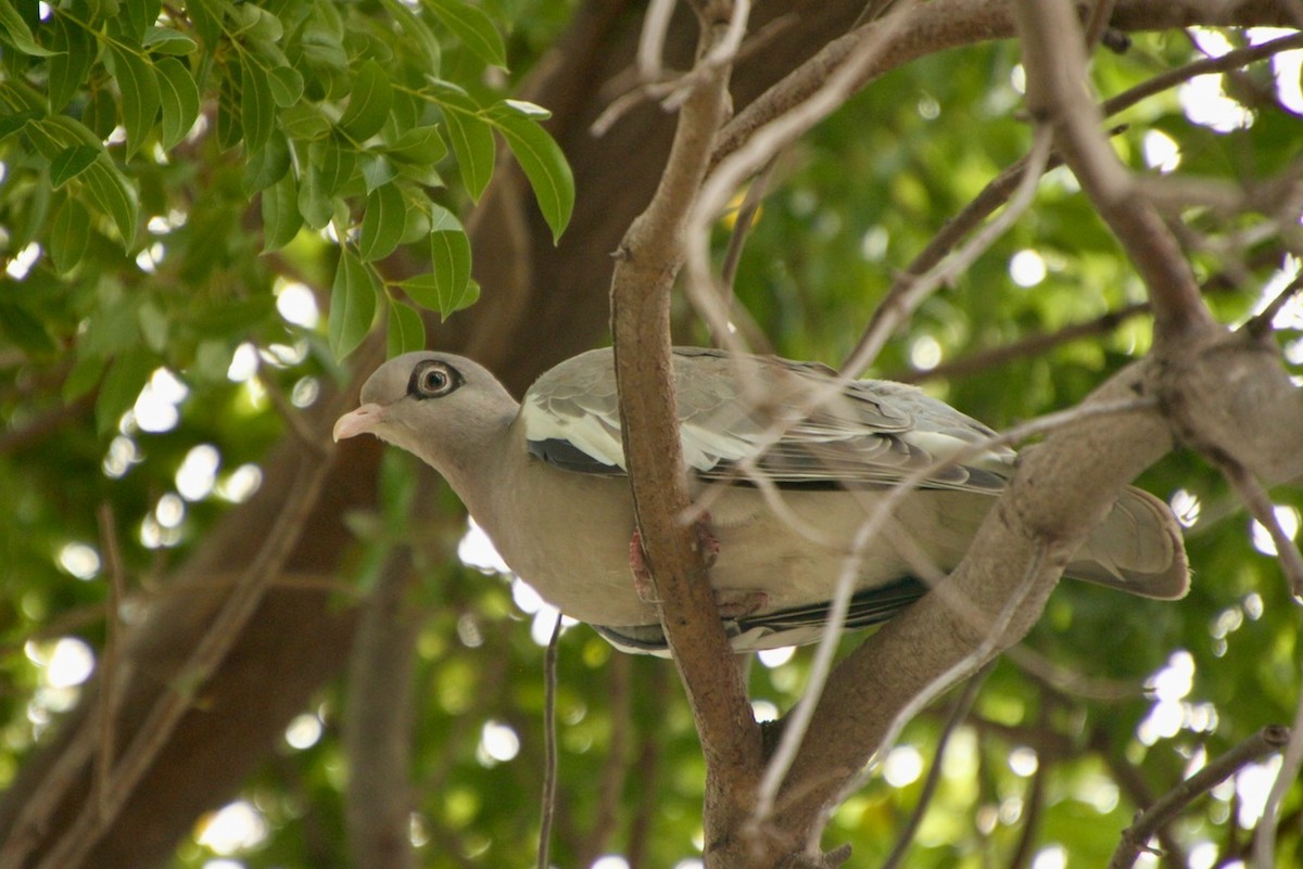 Bare-eyed Pigeon - ML620693594