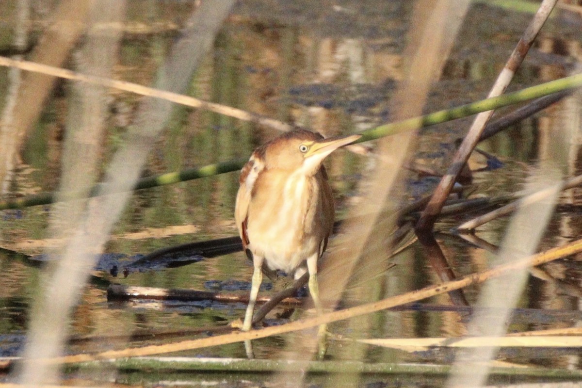 Least Bittern - ML620693595