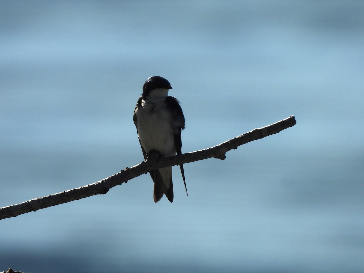 Tree Swallow - Mark Stevens