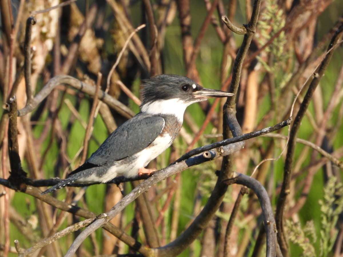 Martin-pêcheur d'Amérique - ML620693603