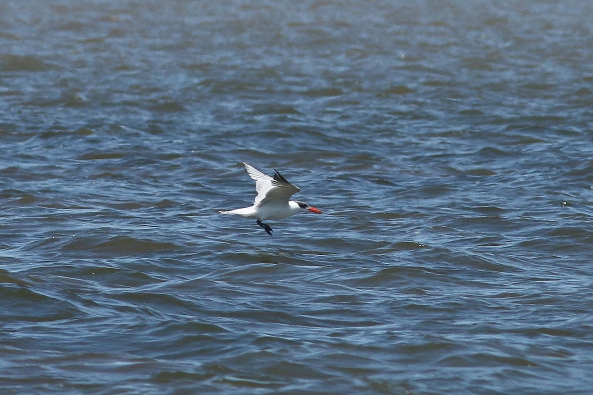 Caspian Tern - ML620693604