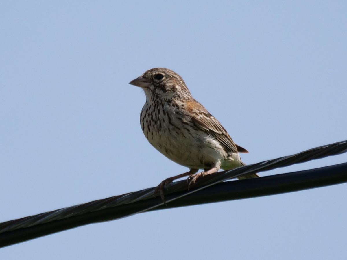 Vesper Sparrow - ML620693606