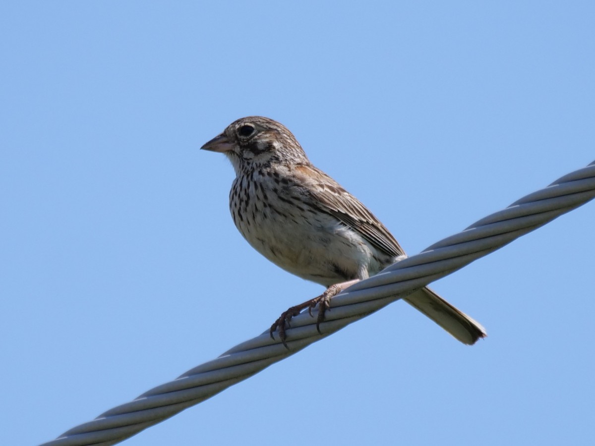 Vesper Sparrow - ML620693608
