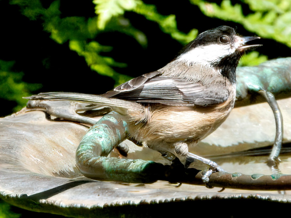 Mésange à tête noire - ML620693610