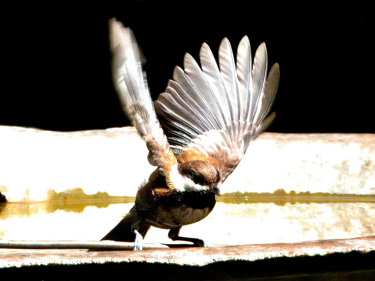 Chestnut-backed Chickadee - ML620693612