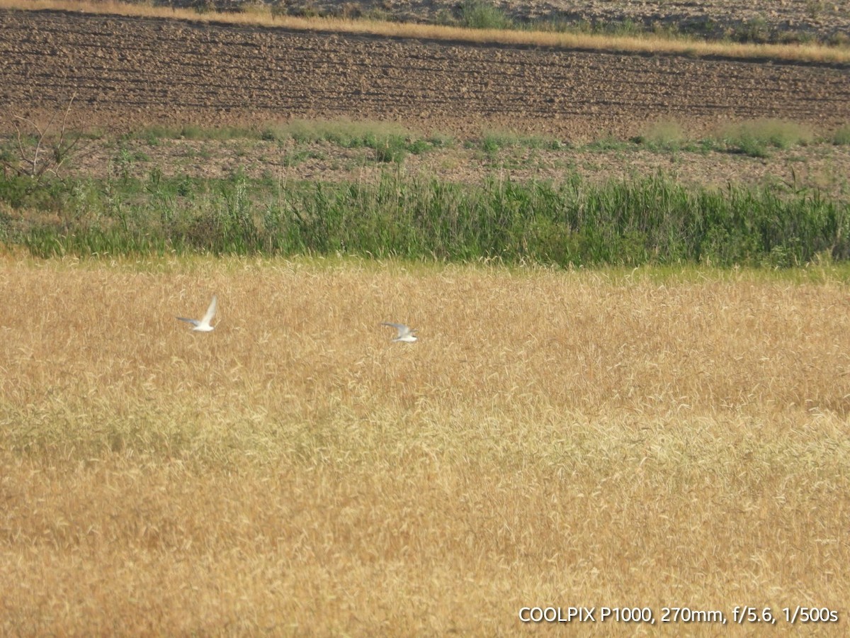 Common Tern - ML620693613