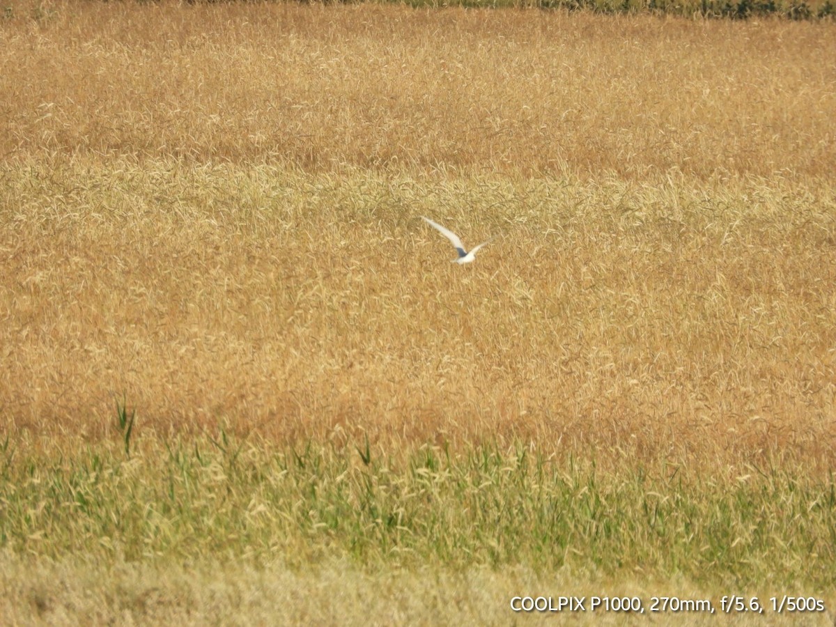 Common Tern - ML620693614