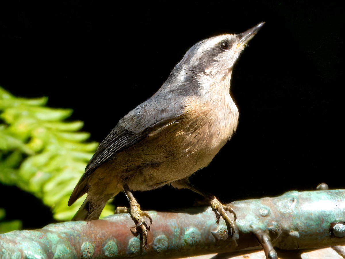 Red-breasted Nuthatch - ML620693618