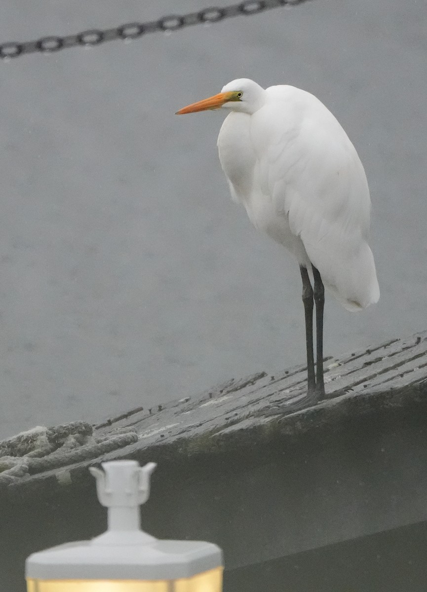 Great Egret - ML620693622