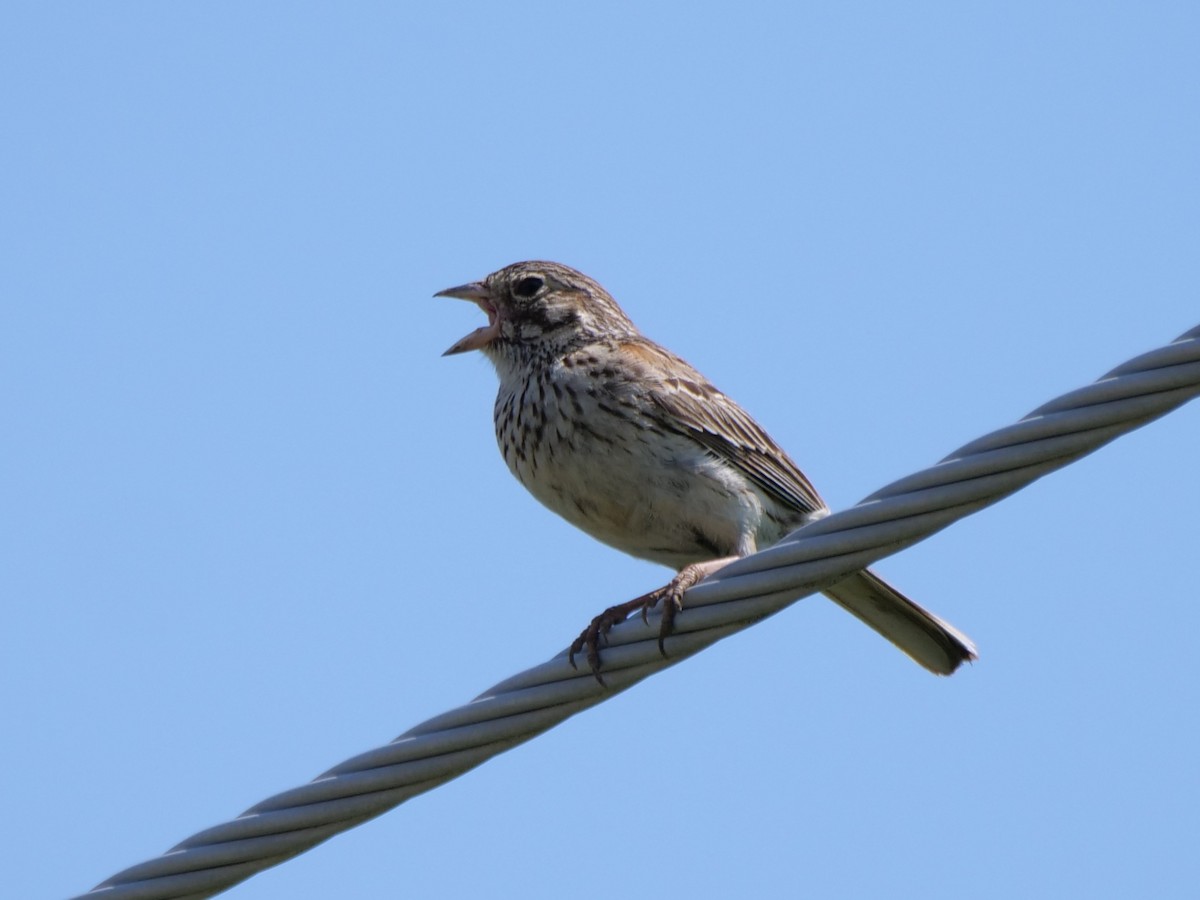 Vesper Sparrow - ML620693623