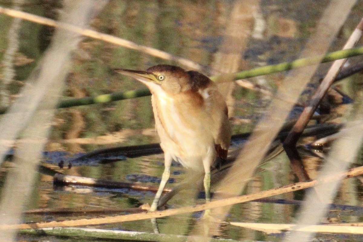 Least Bittern - ML620693626