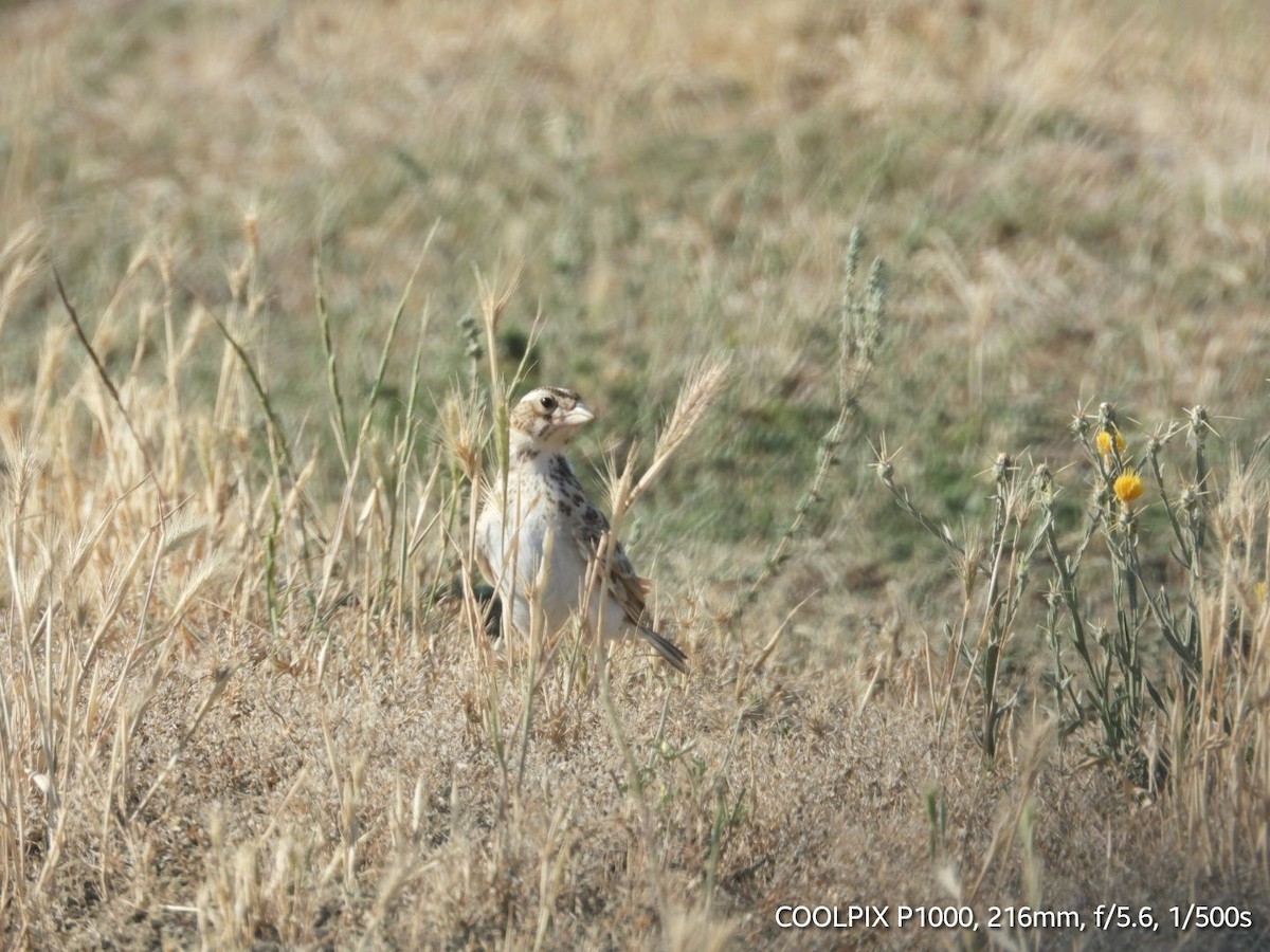 Mediterranean Short-toed Lark - ML620693628