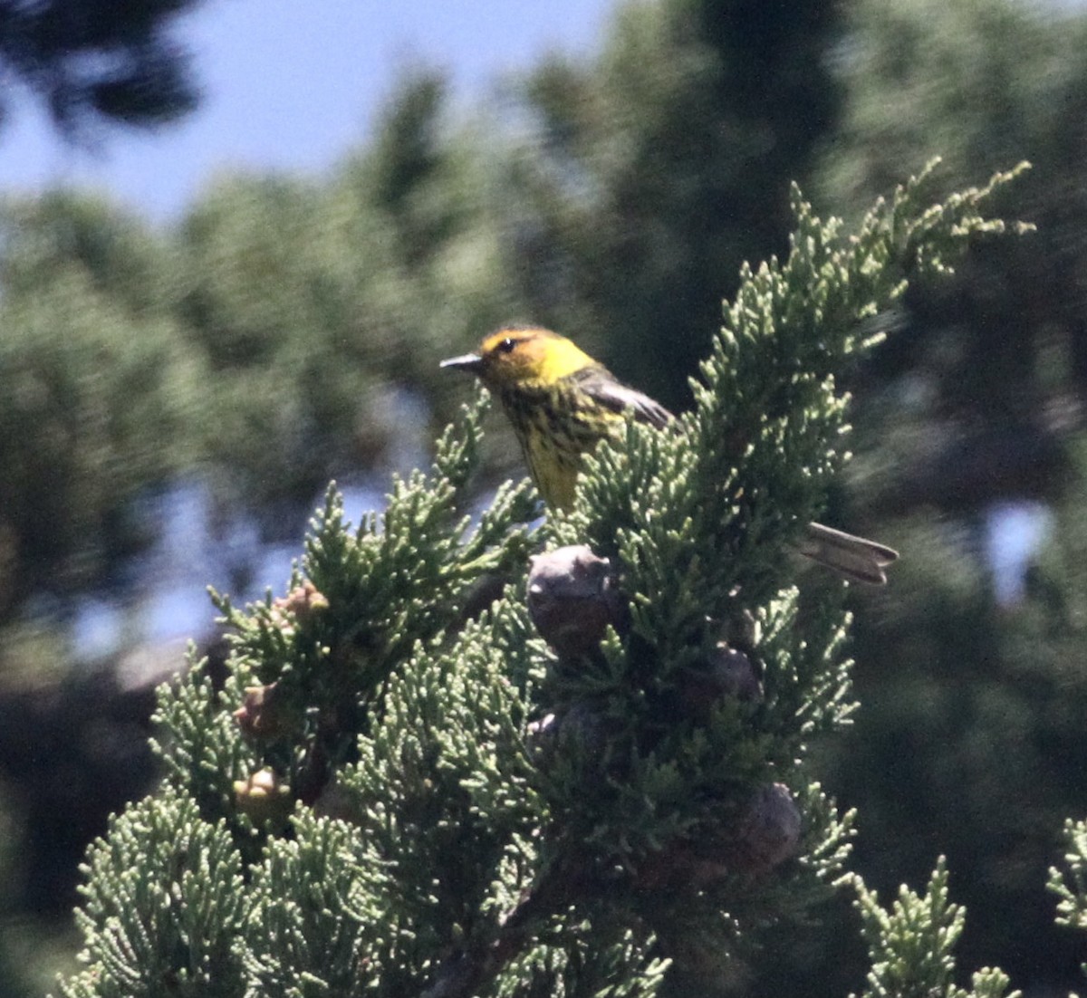 Cape May Warbler - Paul Saraceni