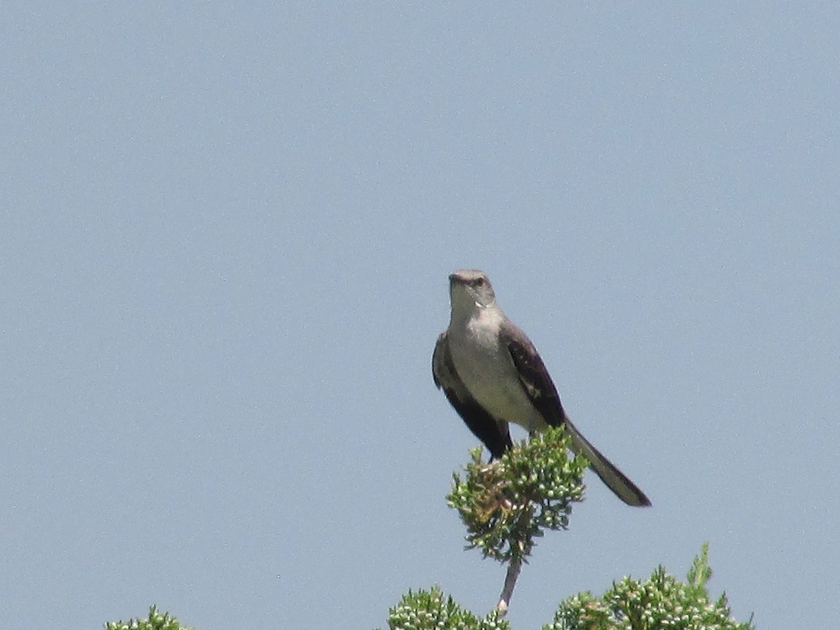 Northern Mockingbird - ML620693634