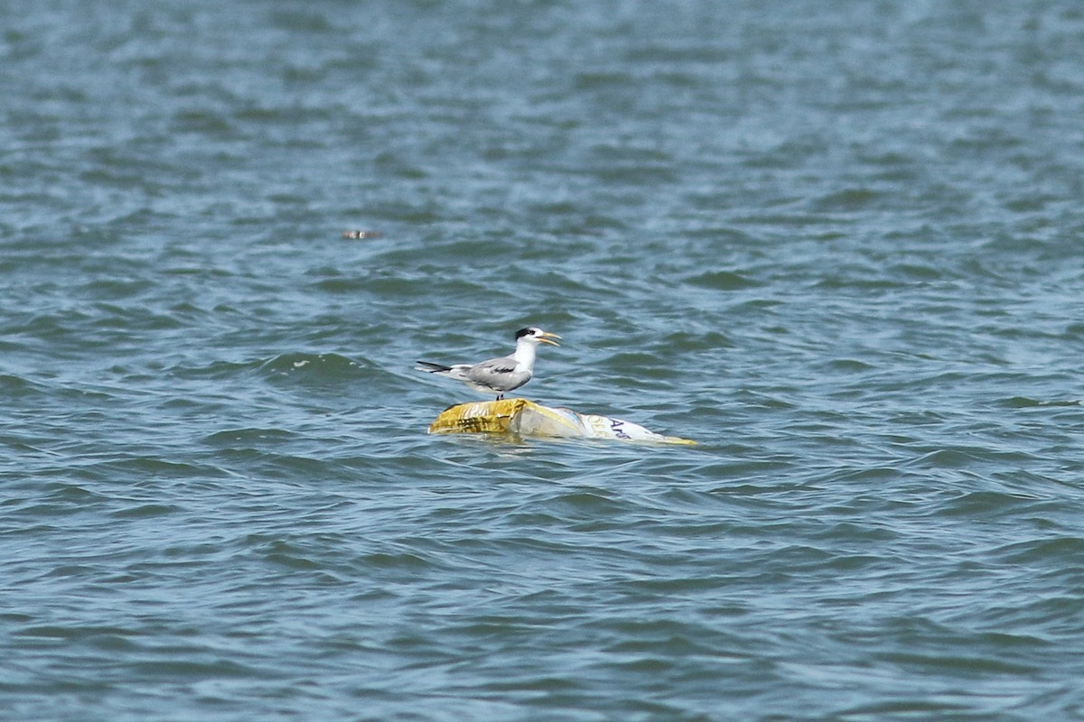 Great Crested Tern - ML620693635
