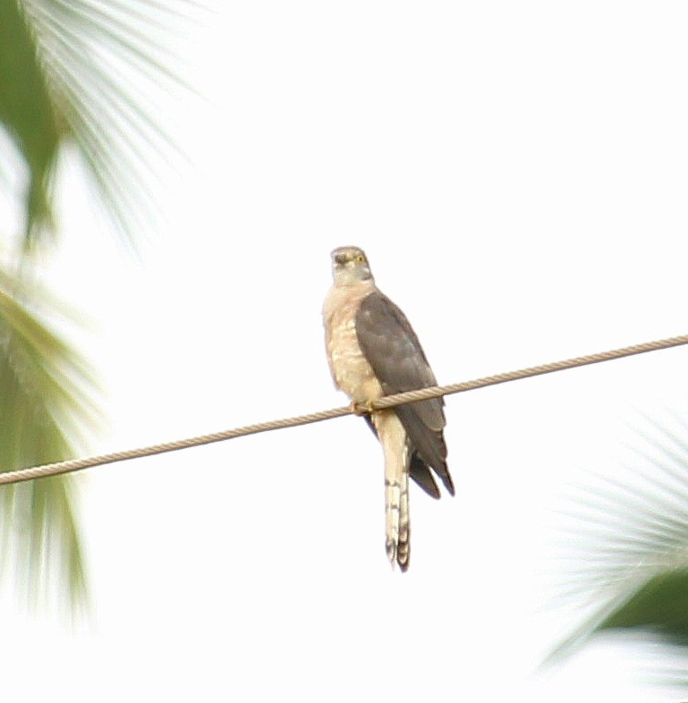 Common Hawk-Cuckoo - ML620693636