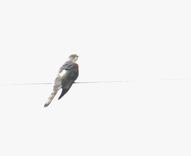 Common Hawk-Cuckoo - ML620693637