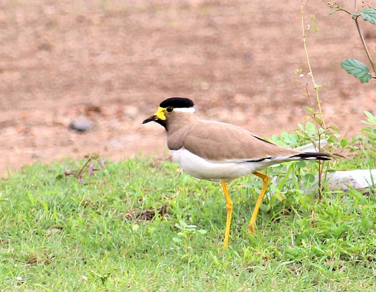 Yellow-wattled Lapwing - ML620693639