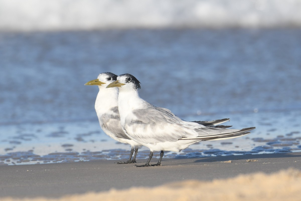 Great Crested Tern - ML620693641