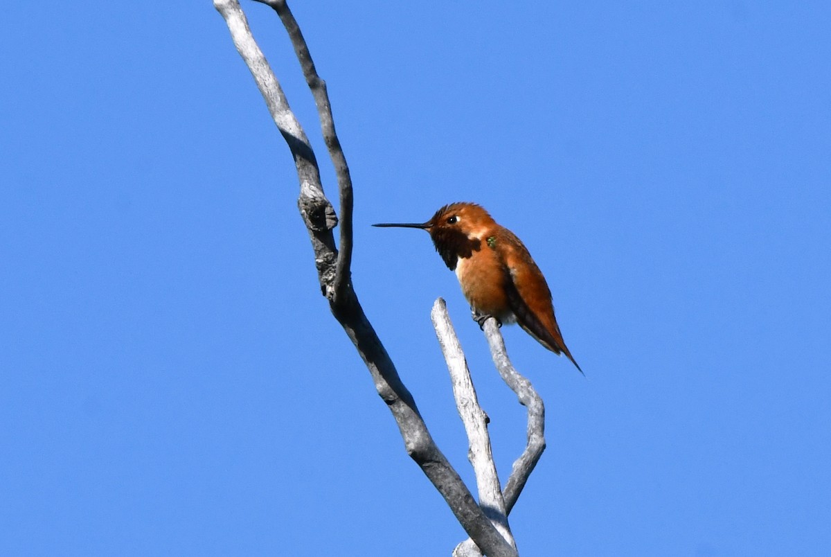 Rufous Hummingbird - ML620693643