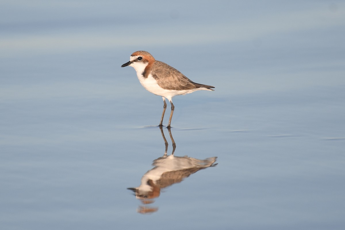 Red-capped Plover - ML620693645