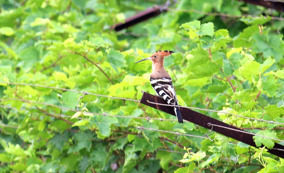 Eurasian Hoopoe - ML620693646