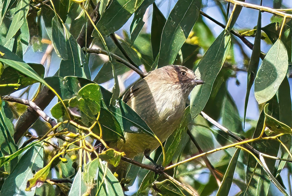 Weebill - Alfons  Lawen