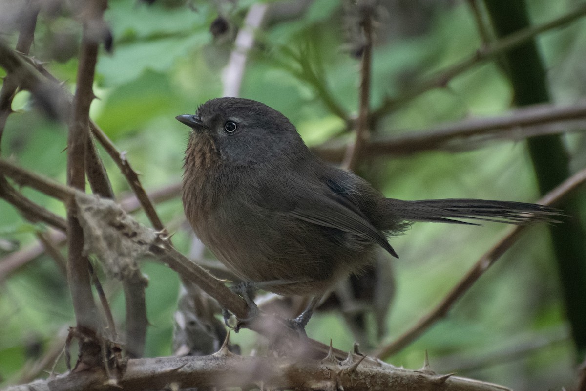 Wrentit - ML620693652