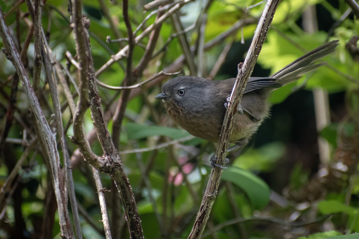 Wrentit - ML620693653