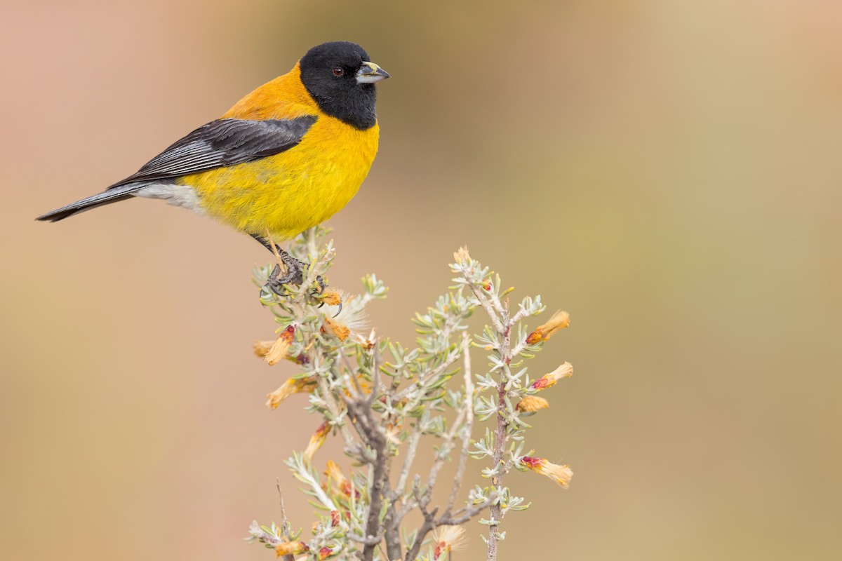 Black-hooded Sierra Finch - ML620693655