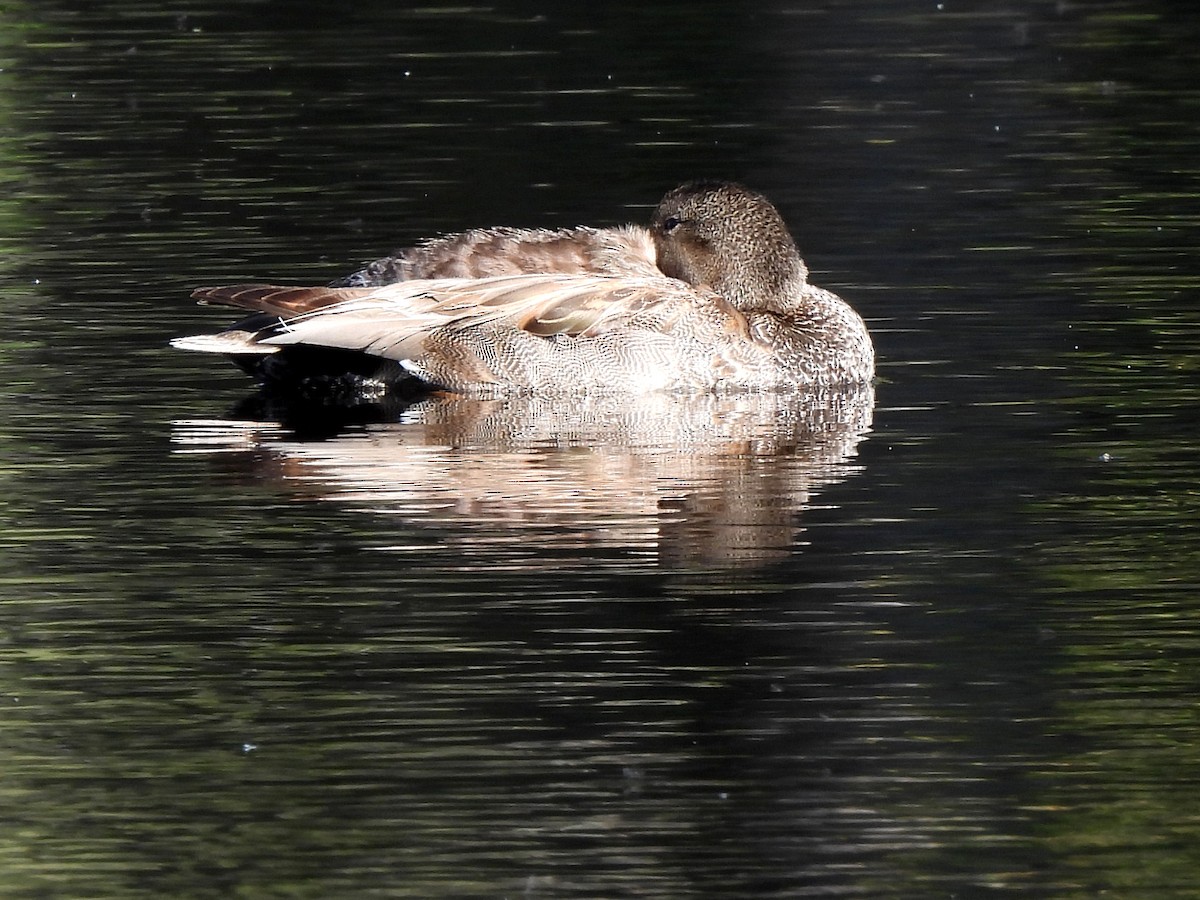 Gadwall - ML620693659