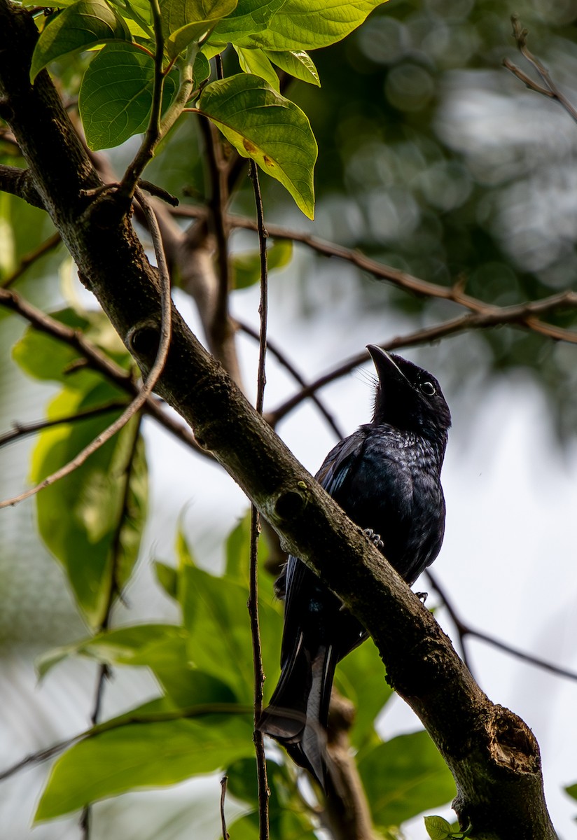 Drongo Balicassio - ML620693661