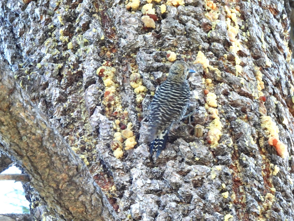 Williamson's Sapsucker - ML620693666