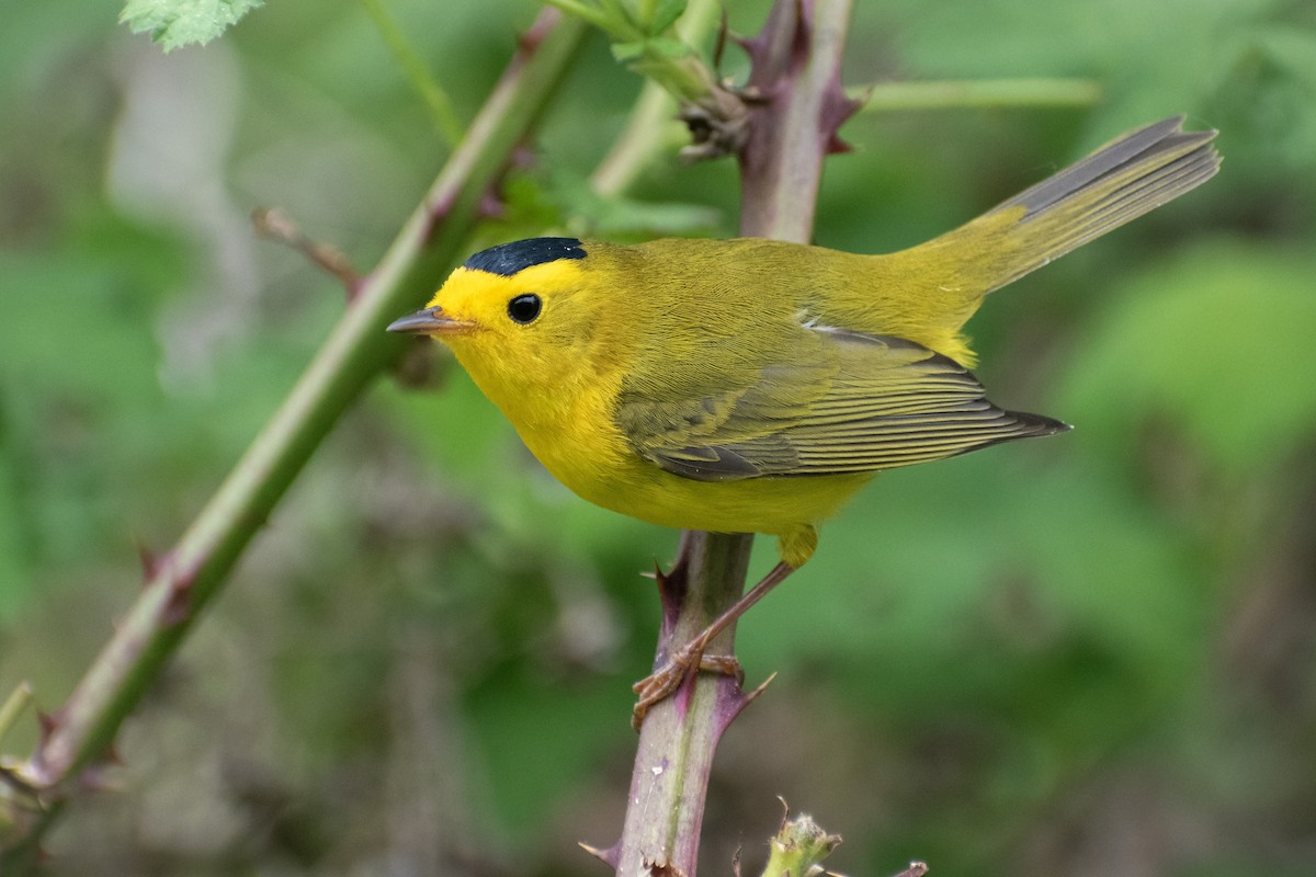 Wilson's Warbler - ML620693667