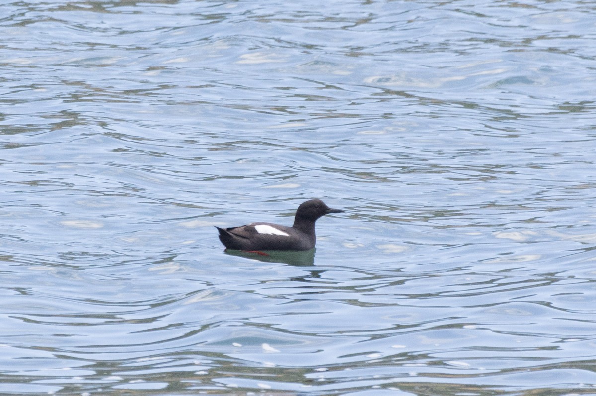 Pigeon Guillemot - ML620693673