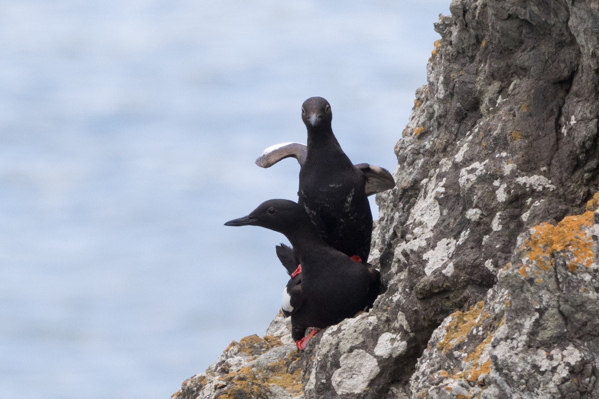 Pigeon Guillemot - ML620693674