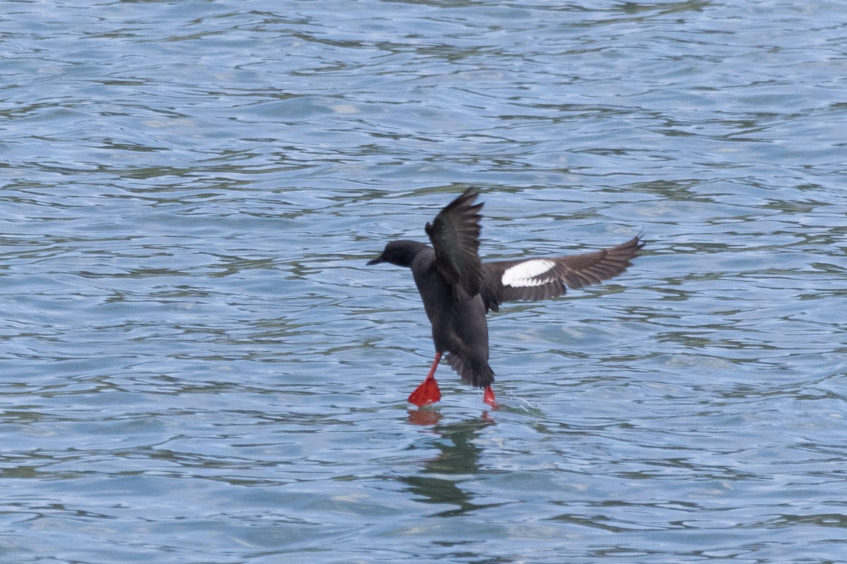 Pigeon Guillemot - ML620693677