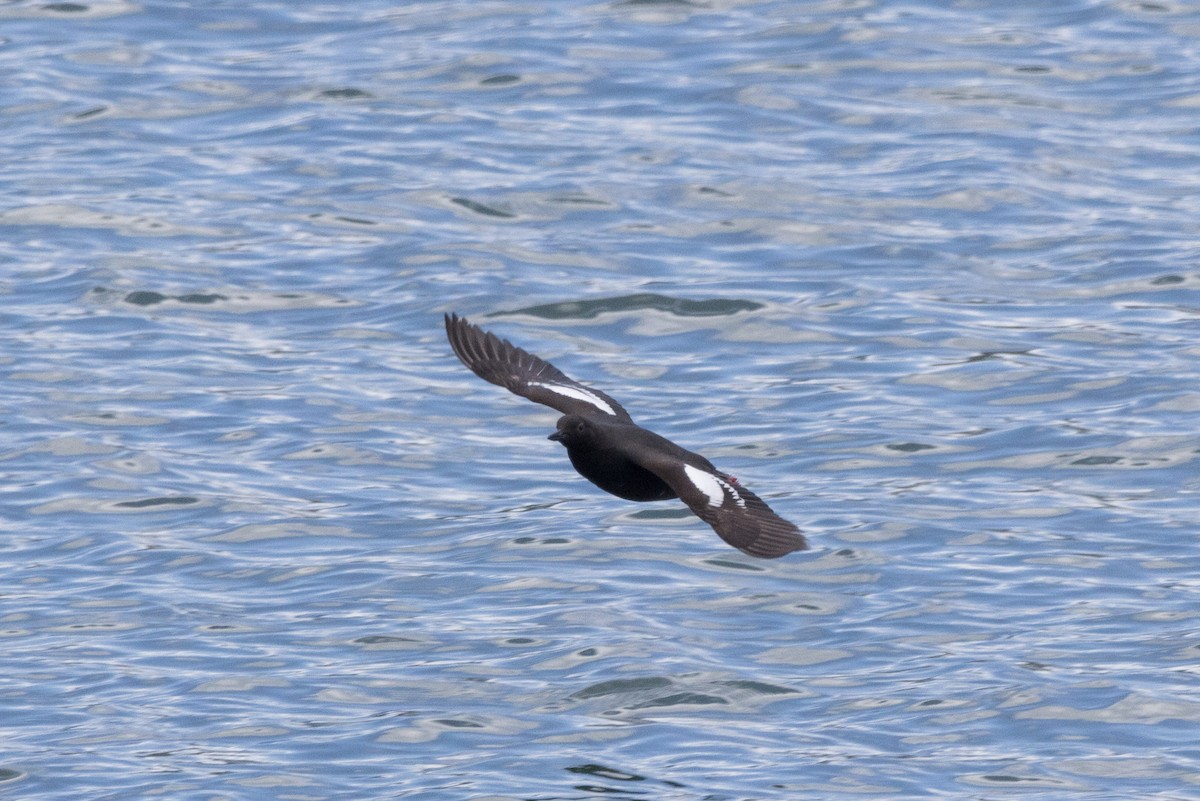 Pigeon Guillemot - ML620693679