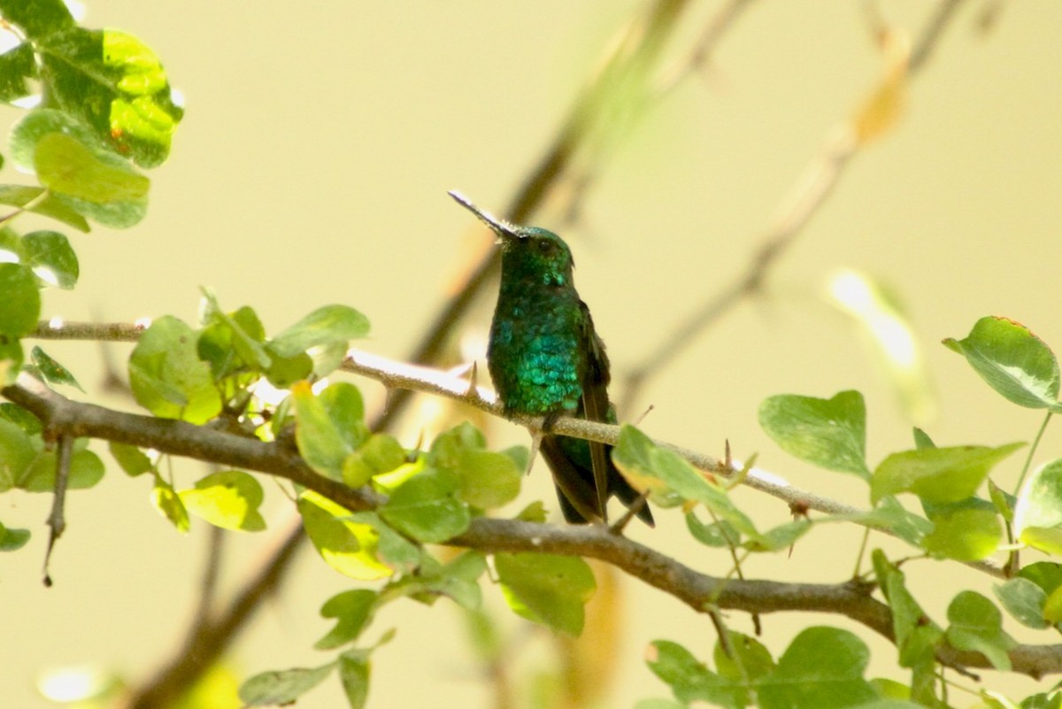 Blue-tailed Emerald - ML620693685