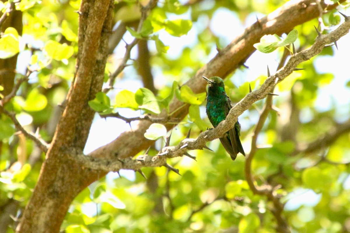 Blue-tailed Emerald - ML620693686