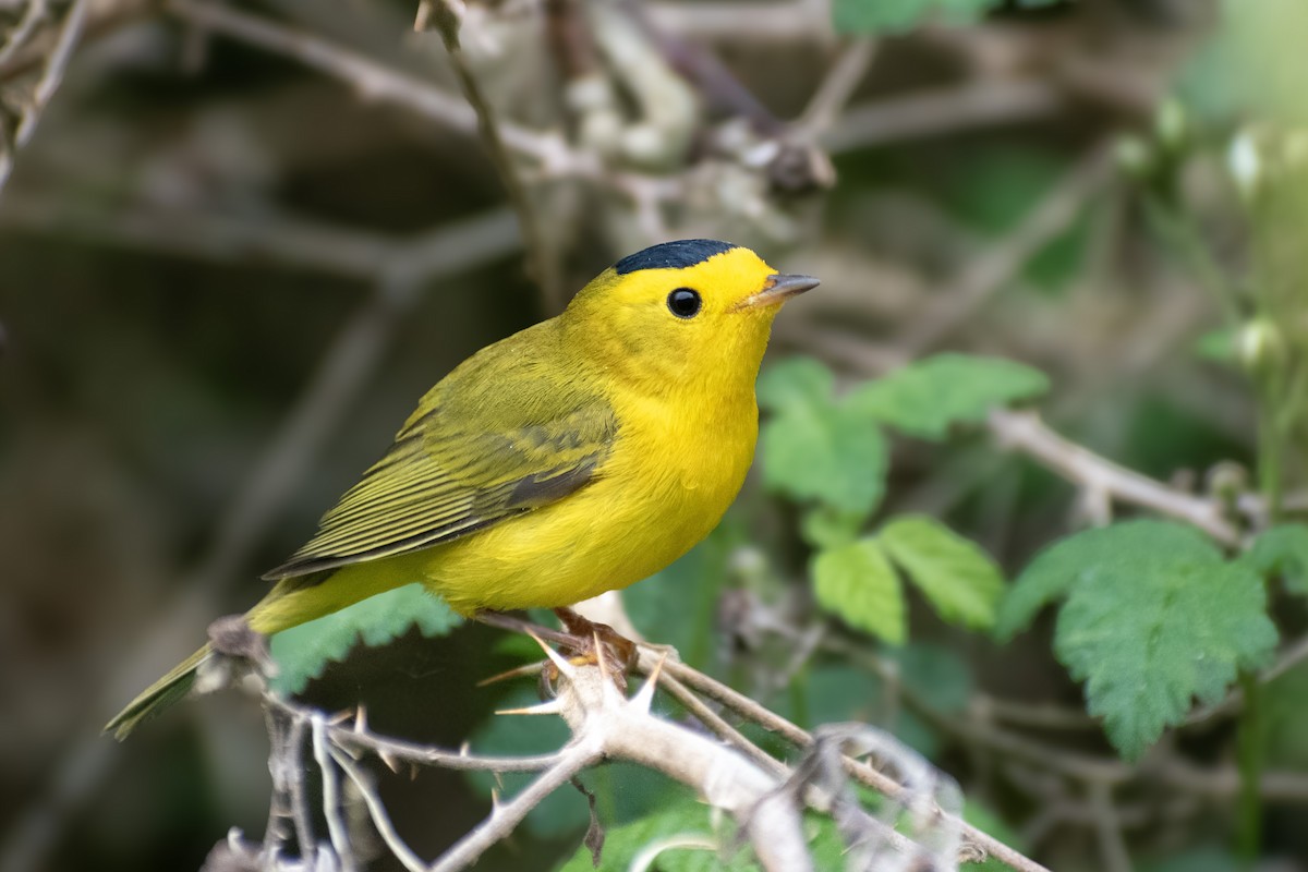 Wilson's Warbler - ML620693699