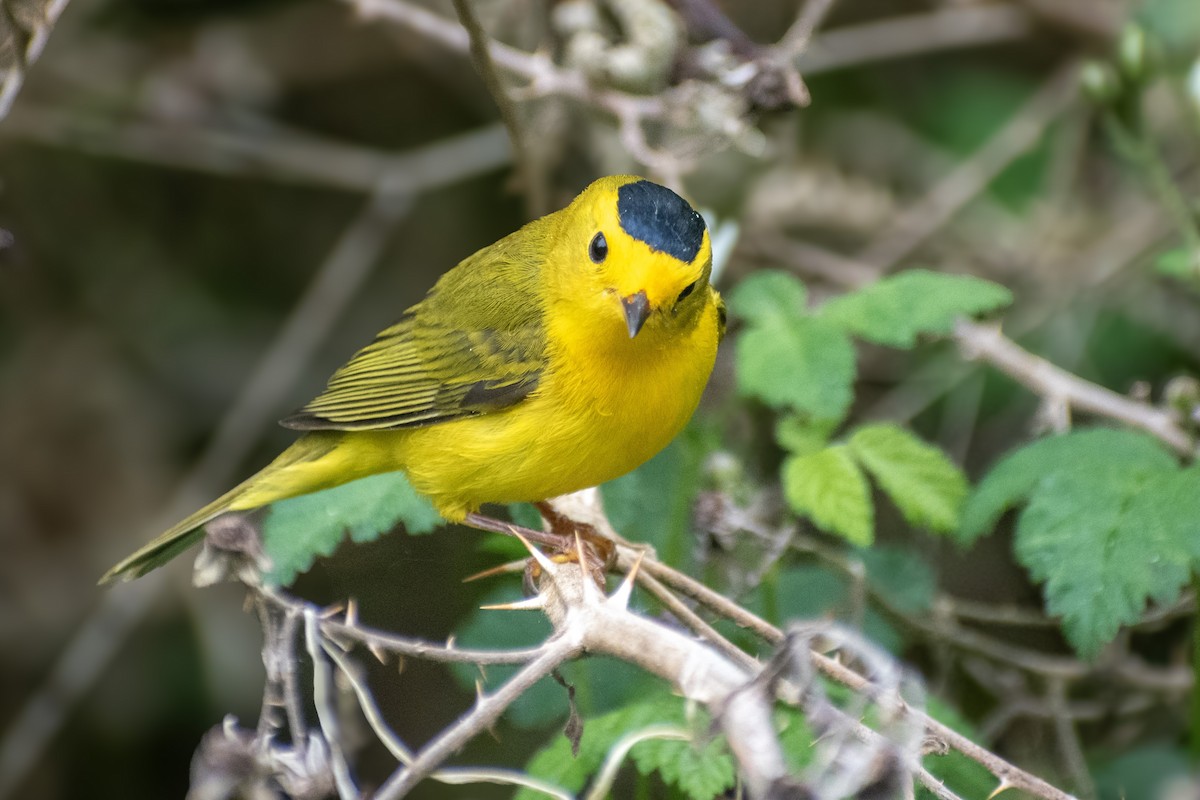 Wilson's Warbler - ML620693700